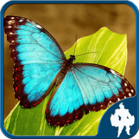 Butterfly Jigsaw Puzzles APKs MOD