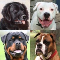 Dogs Quiz Guess Popular Dog Breeds in the Photos APKs MOD