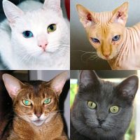 Cats Quiz Guess Photos of All Popular Cat Breeds APKs MOD
