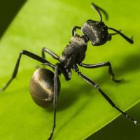 Planet Ant APKs MOD