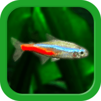 Tropical Fish Tank Mini Aqua APKs MOD