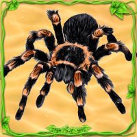 Spider Simulator Life of Spider 1.0 APKs MOD