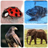 Animals Quiz about Mammals Birds FishZoo quiz. 1.4 APKs MOD