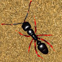 Ant Insect Games Queen Fire Ant Simulator 1.1 APKs MOD