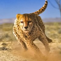Savanna Simulator Wild Animal Games 0.1 APKs MOD