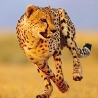 Cheetah Run 1.1.3 APKs MOD
