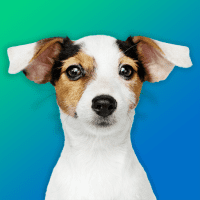 Dog Quiz Guess the Breed Game Pictures Test 1.20 APKs MOD