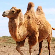 The Camel 1.0.4 APKs MOD