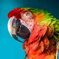 The Parrot APKs MOD