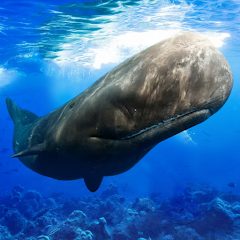 The Sperm Whale APKs MOD